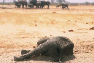 Le parc de Hwange subit des pénuries d'eau de plus en plus prononcées, ce qui pousse les éléphants notamment à partir au Botswana (archives).